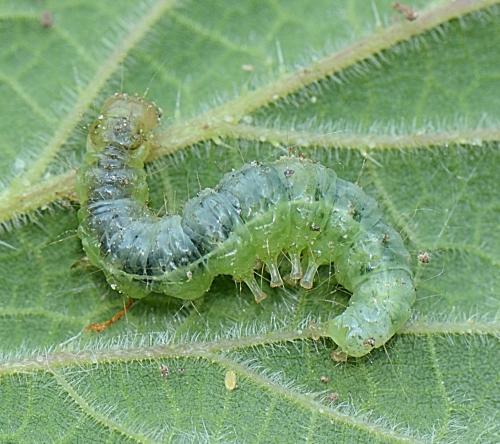 Pleuroptya ruralis